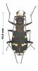 Cicindela hybrida transversalis